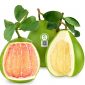 Cao bưởi (Citrus grandis peel extract)