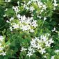 Chè vằng (Jasminum Subtriplinerve)