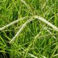 Cỏ mần trầu (Eleusine indica)