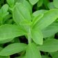 Cỏ ngọt (Stevia rebaudiana)
