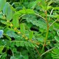 Diệp hạ châu (Phyllanthus Urinaria)