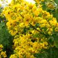 Phan tả diệp (Cassia Angustifolia)