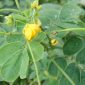 Thảo quyết minh (Cassia Tora)